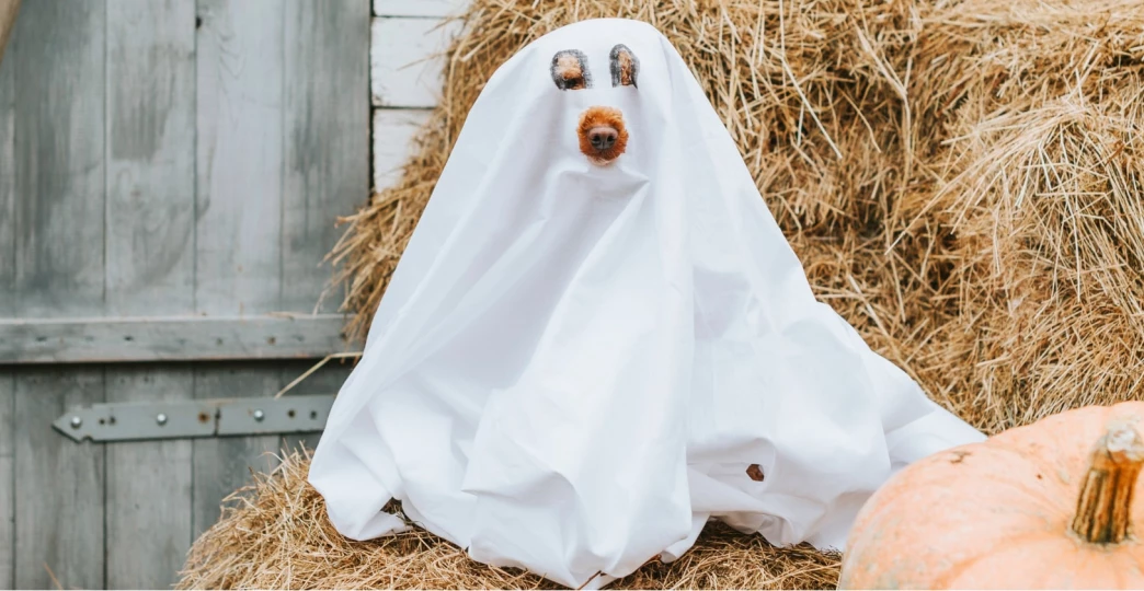 Online Therapy for Fear of Dogs