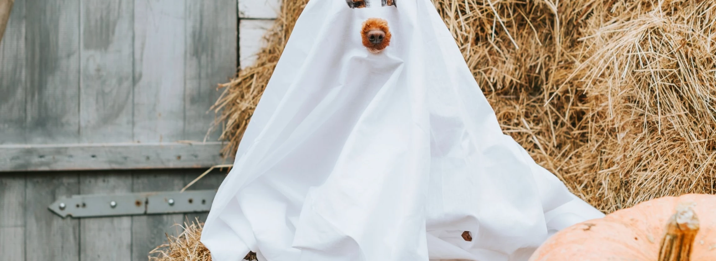 dog in a ghost costume on the porch