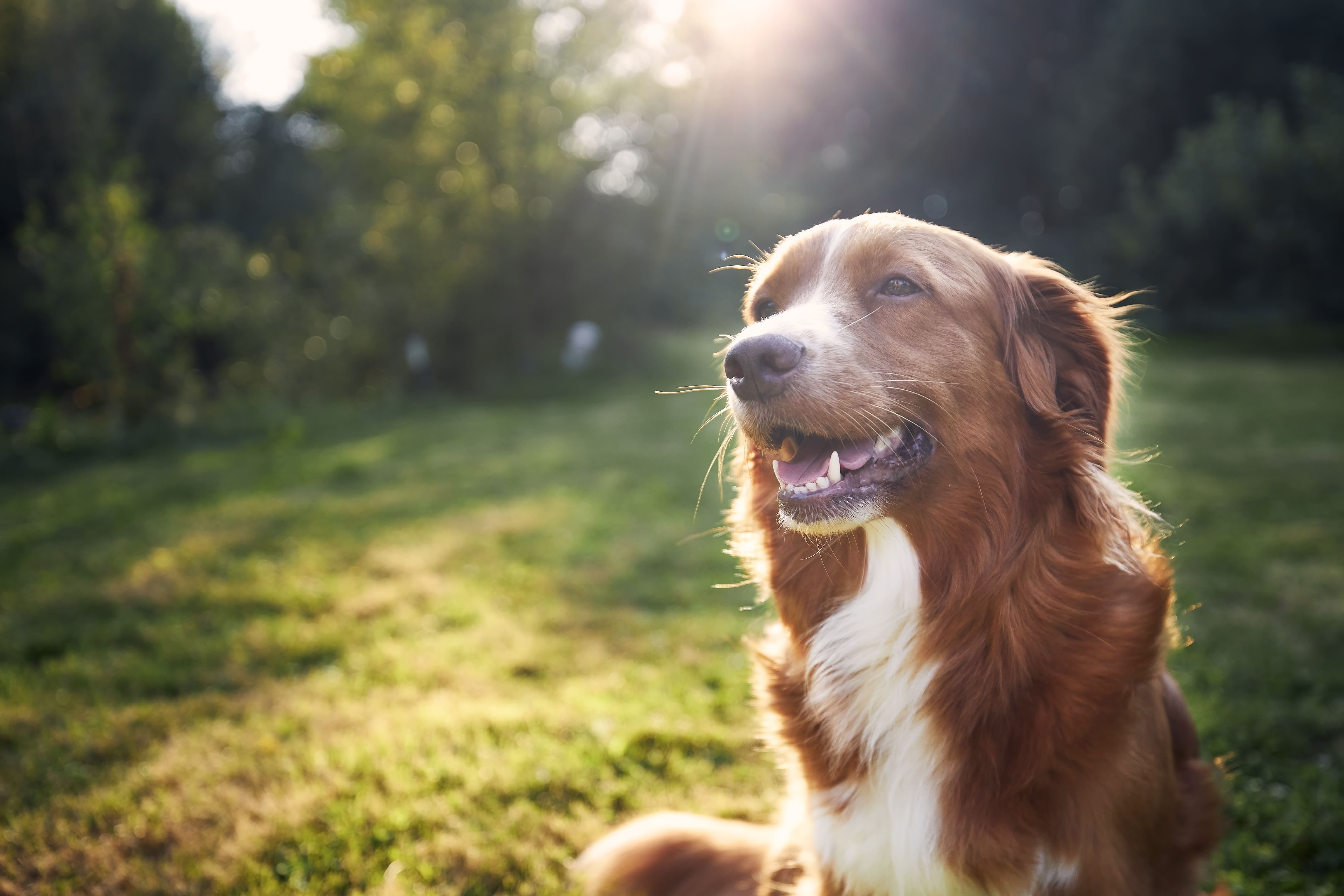dog with brown fur